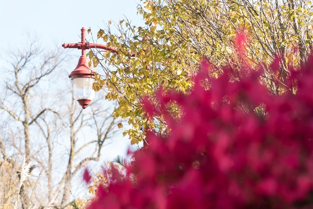 Fall colors surrounding Tower Park